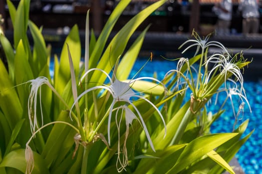 Beautiful white spider lily as a close-up in Bali outdoors