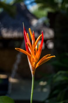 Colourful orange heliconie bloom on the shrub in the tropics on holiday with green leaves