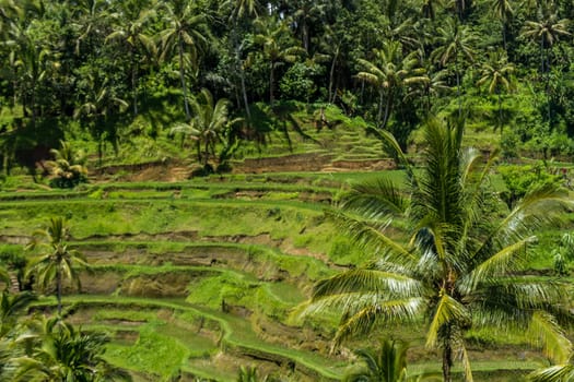 Green rice fields with rich vegetation in Bali with blue sky
