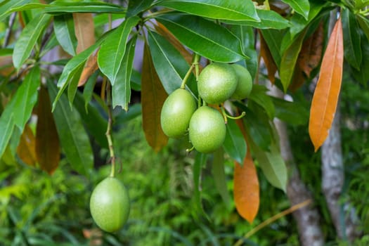 Fresh green mango on a tree as a detail in the tropics