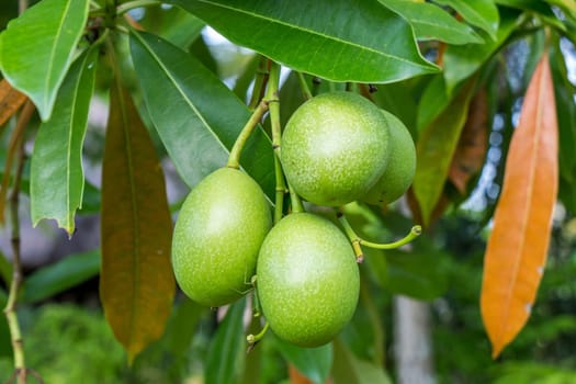 Fresh green mango on a tree as a detail in the tropics