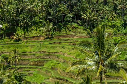 Green rice fields with rich vegetation in Bali with blue sky