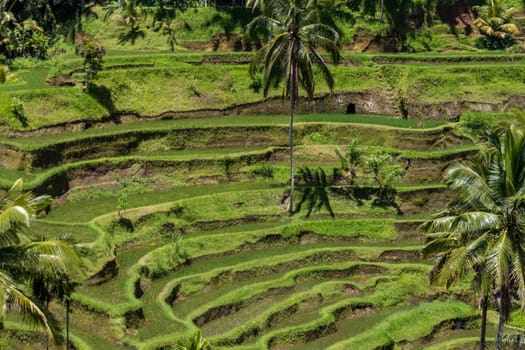 Green rice fields with rich vegetation in Bali with blue sky