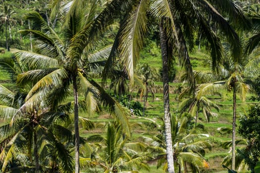 Green rice fields with rich vegetation in Bali with blue sky