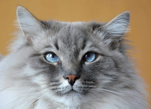 Siberian forest cat