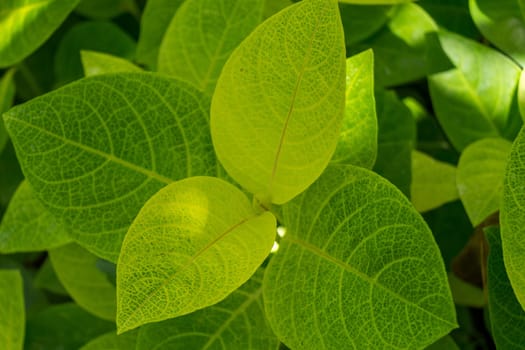 Botanical grune leaves in the tropics as a close-up