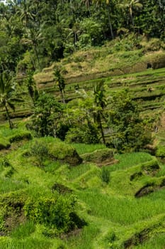 Green rice fields with rich vegetation in Bali with blue sky