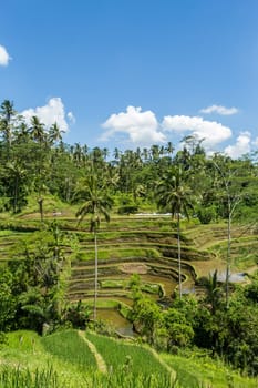 Green rice fields with rich vegetation in Bali with blue sky