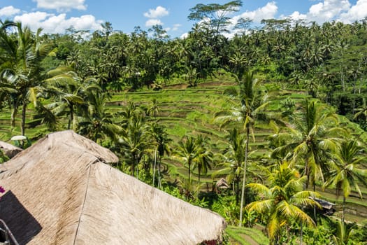 Green rice fields with rich vegetation in Bali with blue sky