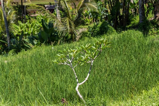 Green rice fields with rich vegetation in Bali with blue sky