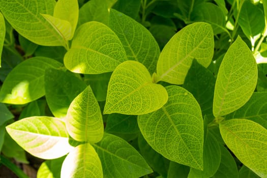 Botanical grune leaves in the tropics as a close-up