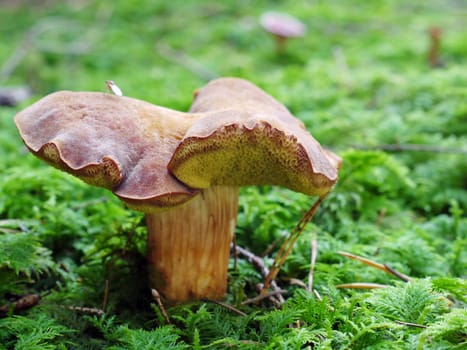 Mushroom in the forest