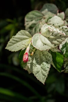 Close-up of a hibiscus blossom bud in the wild in summer