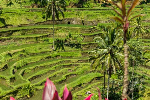 Green rice fields with rich vegetation in Bali with blue sky