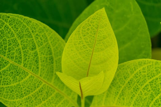 Botanical grune leaves in the tropics as a close-up