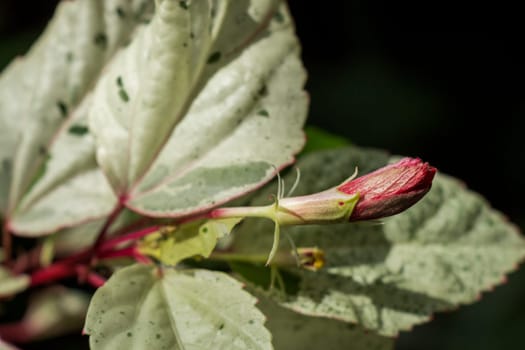 Close-up of a hibiscus blossom bud in the wild in summer