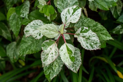 Supervision of green leaves in the tropics as a close-up
