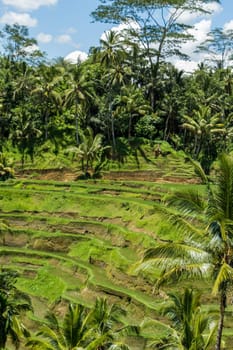 Green rice fields with rich vegetation in Bali with blue sky