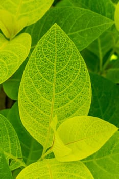 Botanical grune leaves in the tropics as a close-up