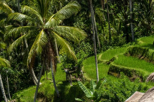 Green rice fields with rich vegetation in Bali with blue sky