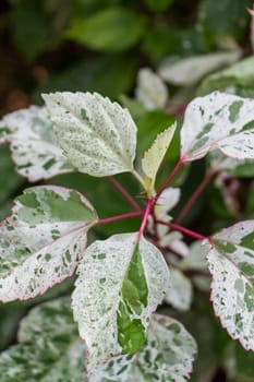 Supervision of green leaves in the tropics as a close-up