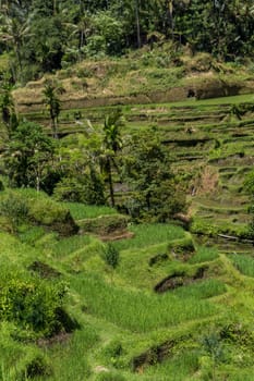 Green rice fields with rich vegetation in Bali with blue sky