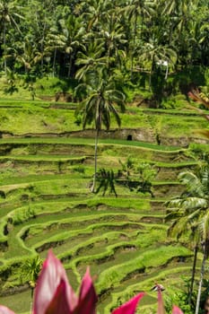 Green rice fields with rich vegetation in Bali with blue sky