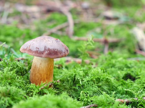 Mushroom in the forest