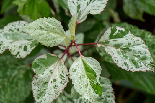 Supervision of green leaves in the tropics as a close-up