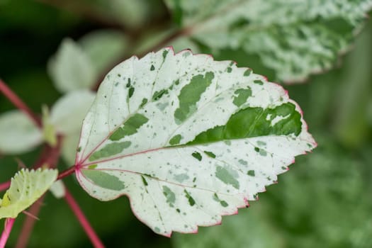 Supervision of green leaves in the tropics as a close-up