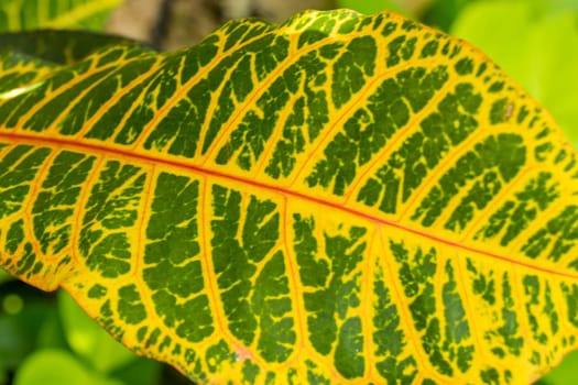 conspicuous leaves of a tropical plant in Bali as a close-up in the outdoor simmer