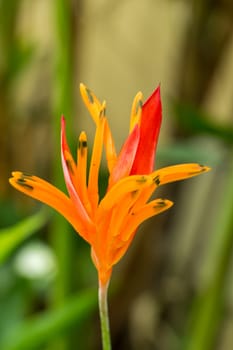 Colourful orange heliconie bloom on the shrub in the tropics on holiday with green leaves