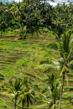 Green rice fields with rich vegetation in Bali with blue sky