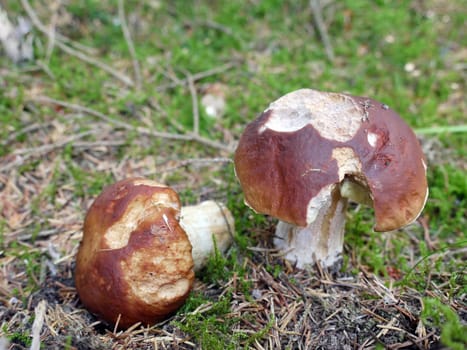 Mushroom in the forest