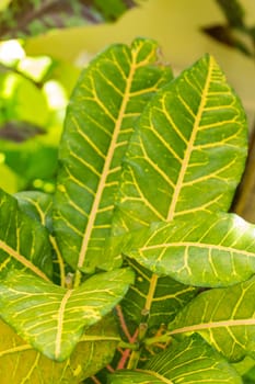 conspicuous leaves of a tropical plant in Bali as a close-up in the outdoor simmer