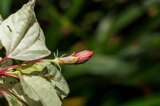 Close-up of a hibiscus blossom bud in the wild in summer