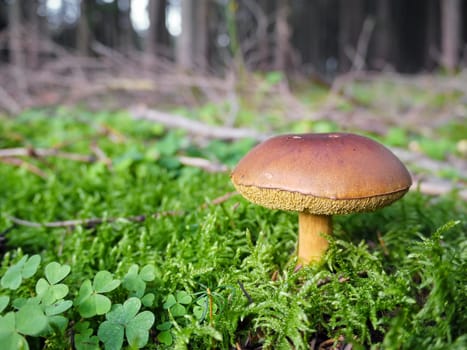 Mushroom in the forest
