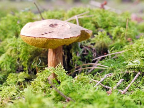 Mushroom in the forest