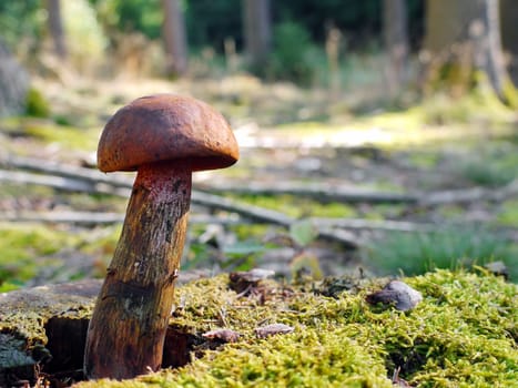 Mushroom in the forest