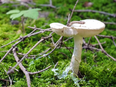 Tuber leaf fungus Amanita phalloides