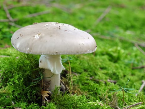 Tuber leaf fungus Amanita phalloides