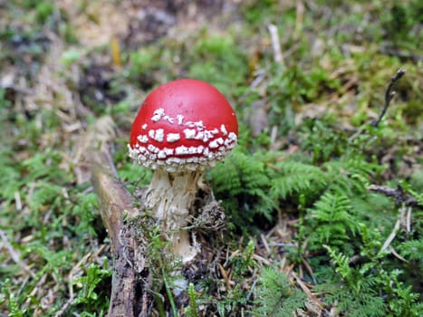 Fly fungus in the forest