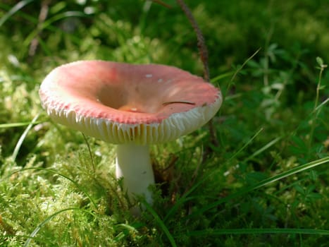 Mushroom Spearing