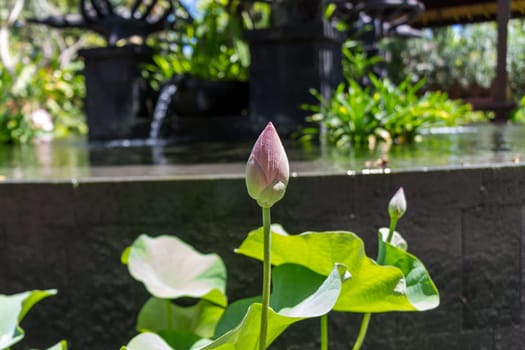 Beautiful water lily blossom water lily in a water lily pond as a close-up