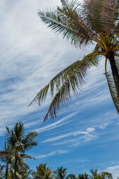 Tropical green coconut trees in Bali in front of blue sky with small clouds