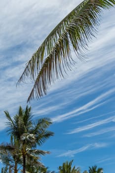 Tropical green coconut trees in Bali in front of blue sky with small clouds