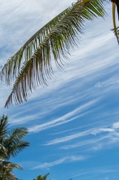 Tropical green coconut trees in Bali in front of blue sky with small clouds