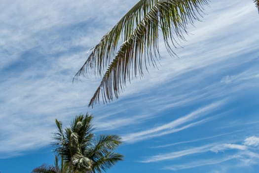 Tropical green coconut trees in Bali in front of blue sky with small clouds