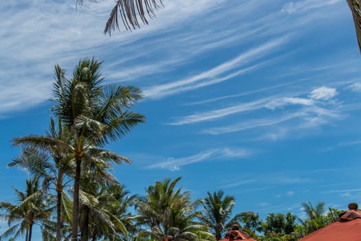 Tropical green coconut trees in Bali in front of blue sky with small clouds