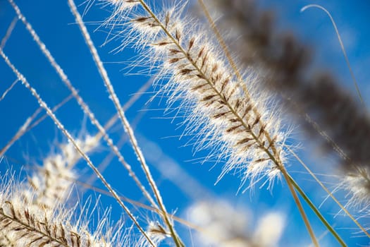 Blooming wild grass with delicate inflorescence fluffy in the open landscape under a beautiful blue sky with white clouds